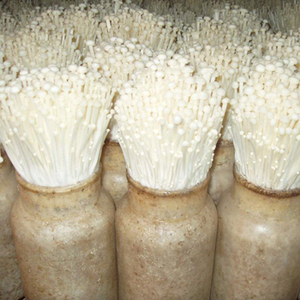 金针菇怎么种？金针菇人工高产栽培技术
