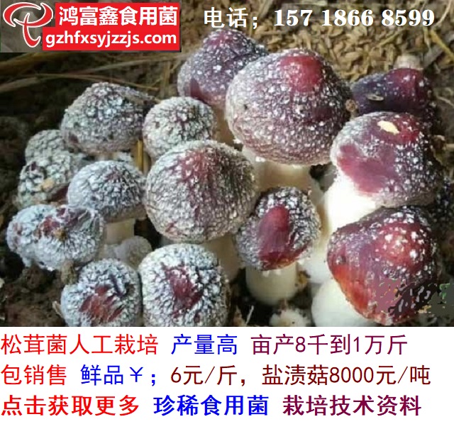 优质高产松茸菌出菇场景AAA-1-640.jpg