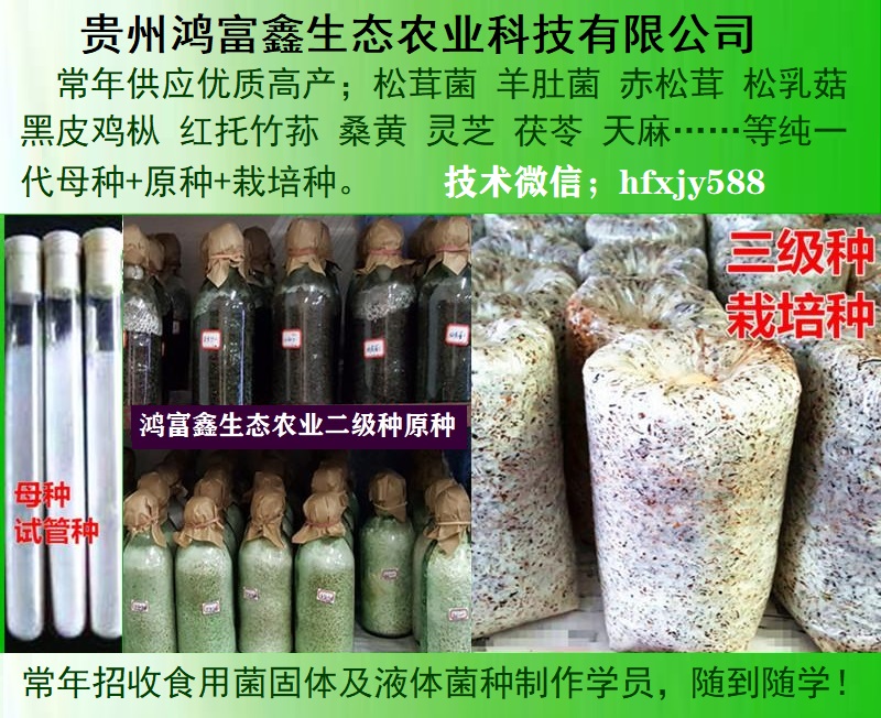 羊肚菌,松茸菌,赤松茸,松乳菇,桑黄菌……等各种优质高产母种+原种+栽培种常年供应A.jpg
