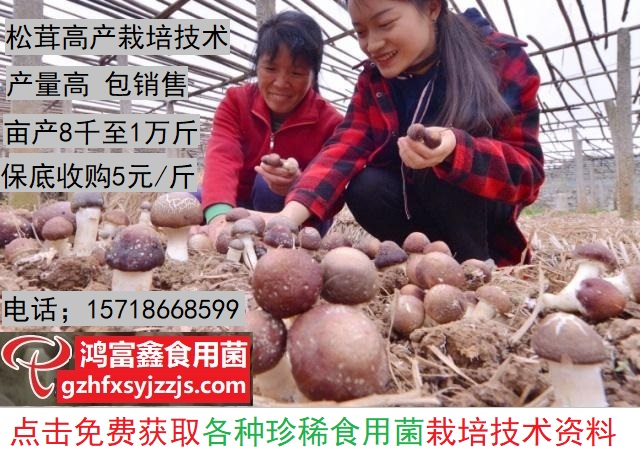 松茸高产栽培技术.jpg