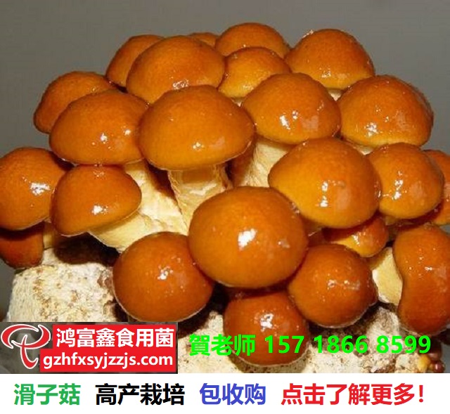 滑子菇高产栽培技术,产品包销售.jpg