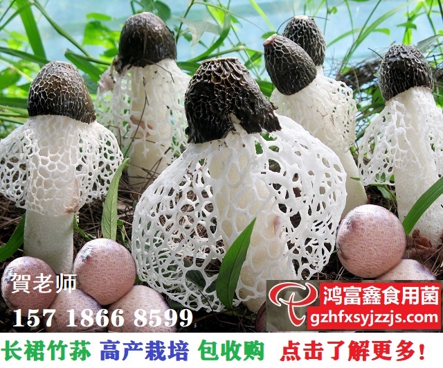 长裙竹荪高产栽培新技术,产品包销售.jpg