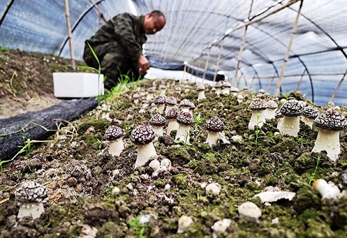 鲍鱼菇大棚栽培技术方法