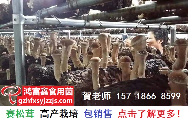 赛松茸人工栽培新技术,产品包销售.jpg