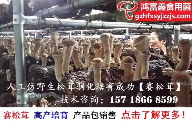 赛松茸人工栽培新技术A-640.jpg