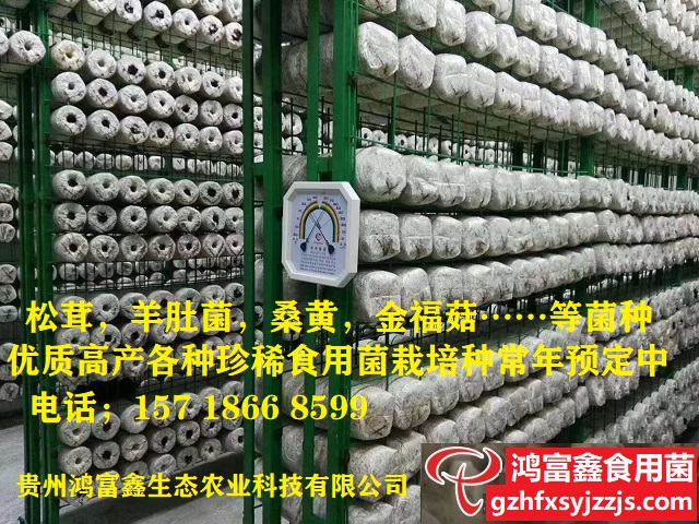 松茸菇,羊肚菌,金福菇,桑黄,松乳菇……等珍稀食用菌菌种常年预定中.jpg