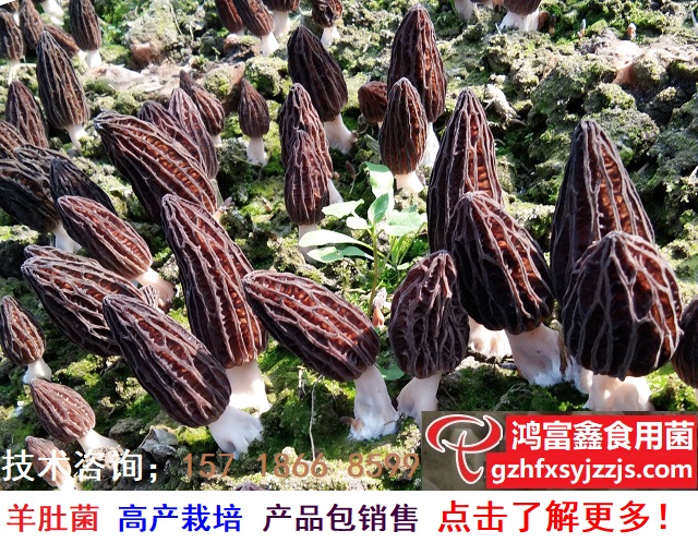 羊肚菌人工高产栽培技术A-640.jpg