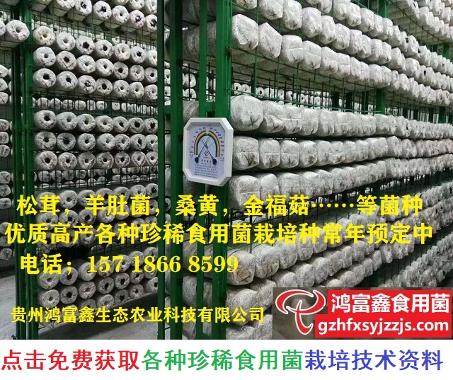 松茸菇,羊肚菌,金福菇,桑黄,松乳菇……等珍稀食用菌菌种常年预定中.jpg