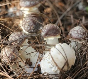 白灵菇高产栽培技术