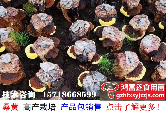 桑黄如果高产栽培新技术-640.jpg