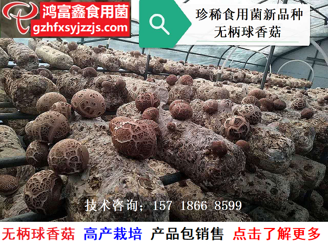 无柄球香菇A640.png