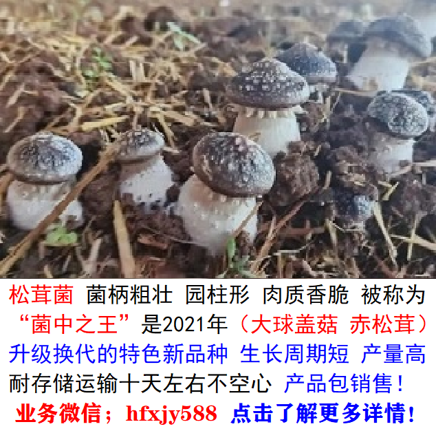 换代新品种松茸菌高产栽培技术,生长周期短 产量高 耐储存,耐运输,不易空心,储存时间长达10天左右 产品包销售-.png