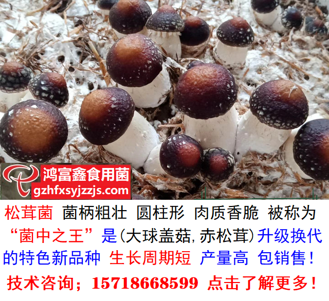 松茸菌高产栽培技术,生长周期短 产量高 产品包销售.png