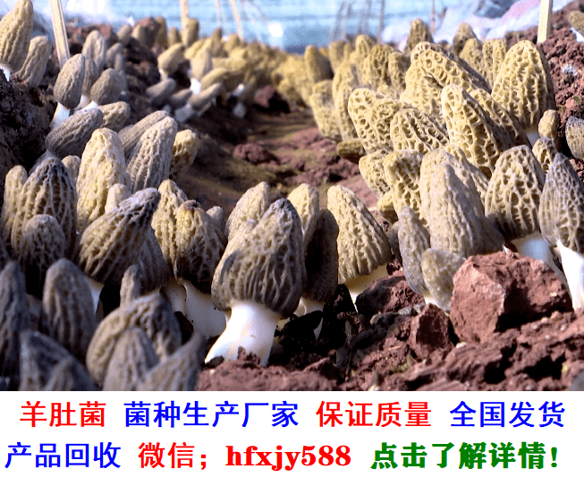 羊肚菌;六妹 七妹 梯棱……等菌种制作及高产栽培新技术,菌种销售,产品包销售.png