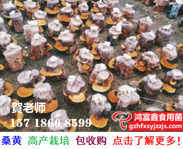 桑黄如果高产栽培新技术,产品包销售.png