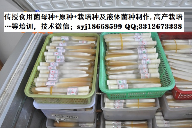 贺老师微信;syj18668599 qq;3312673338,西南食用菌菌种培育基地